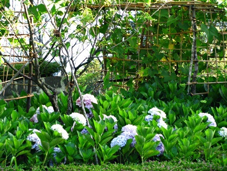 Rực rỡ cẩm tú cầu trên đỉnh Bà Nà - 15