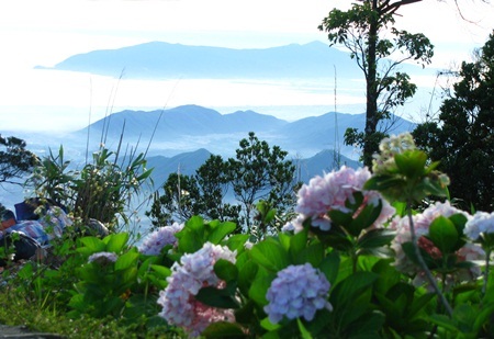 Rực rỡ cẩm tú cầu trên đỉnh Bà Nà - 1