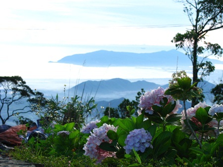 Rực rỡ cẩm tú cầu trên đỉnh Bà Nà - 2