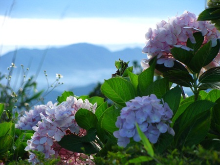 Rực rỡ cẩm tú cầu trên đỉnh Bà Nà - 3