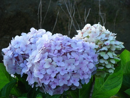 Rực rỡ cẩm tú cầu trên đỉnh Bà Nà - 4