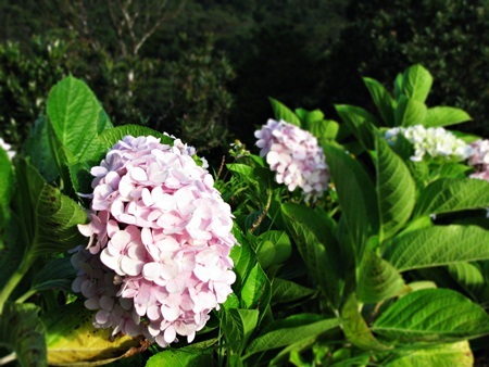 Rực rỡ cẩm tú cầu trên đỉnh Bà Nà - 5