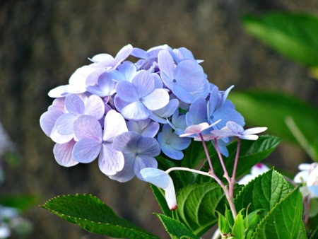 Rực rỡ cẩm tú cầu trên đỉnh Bà Nà - 6