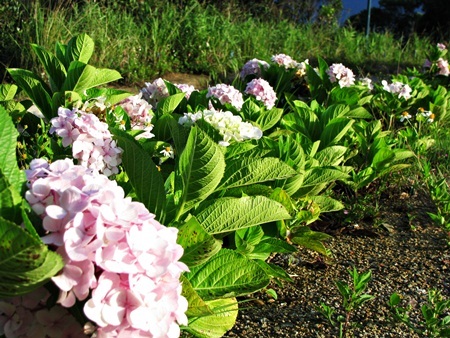 Rực rỡ cẩm tú cầu trên đỉnh Bà Nà - 8