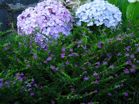 Rực rỡ cẩm tú cầu trên đỉnh Bà Nà - 9