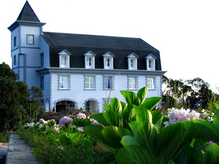 Rực rỡ cẩm tú cầu trên đỉnh Bà Nà - 10