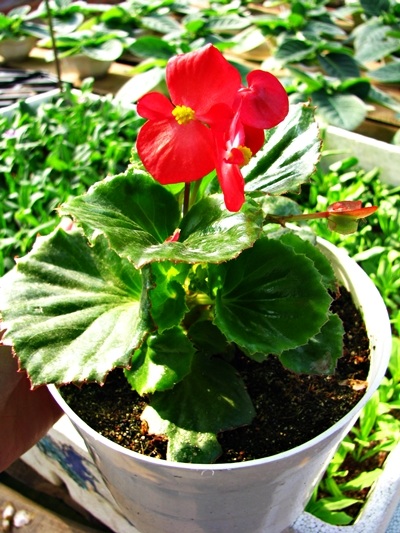 Hoa tết - người cười được mùa, kẻ khóc trắng tay - 4