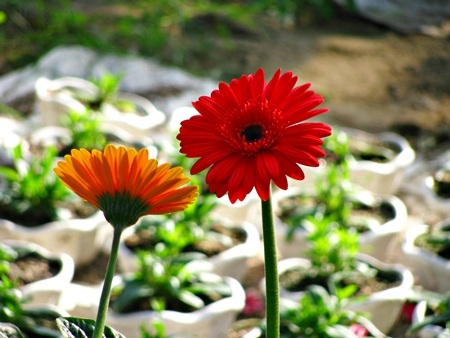 Hoa tết - người cười được mùa, kẻ khóc trắng tay - 1