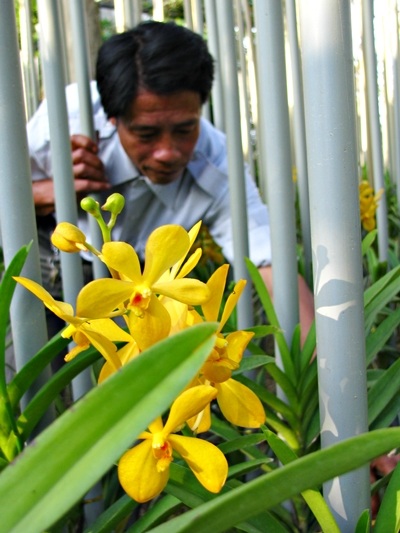 Hoa tết - người cười được mùa, kẻ khóc trắng tay - 10