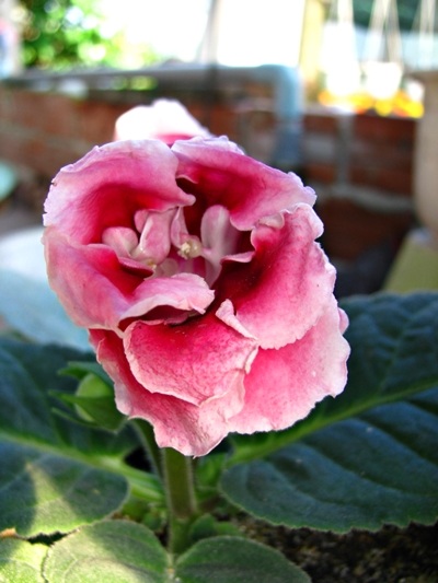 Hoa tết - người cười được mùa, kẻ khóc trắng tay - 7