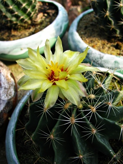 Hoa tết - người cười được mùa, kẻ khóc trắng tay - 3