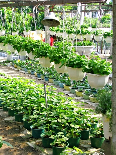 Hoa tết - người cười được mùa, kẻ khóc trắng tay - 13