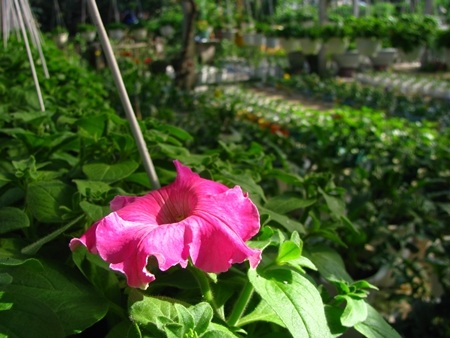 Hoa tết - người cười được mùa, kẻ khóc trắng tay - 9