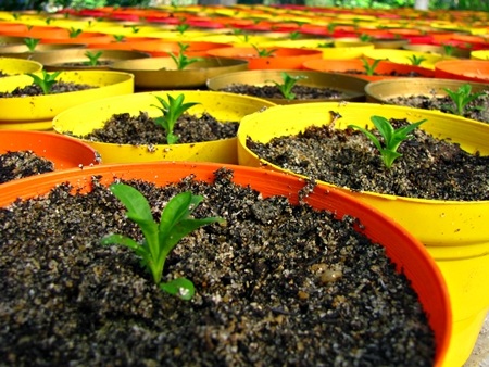 Hoa tết - người cười được mùa, kẻ khóc trắng tay - 2