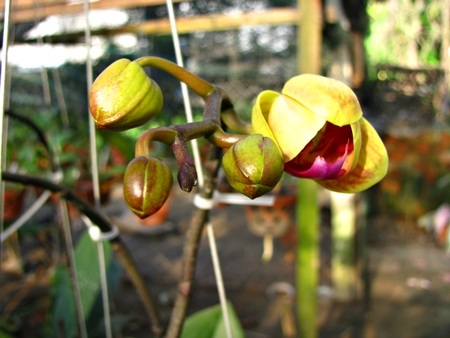 Hoa tết - người cười được mùa, kẻ khóc trắng tay - 14