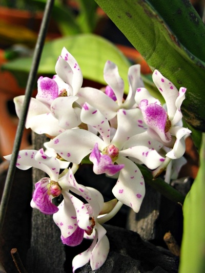 Hoa tết - người cười được mùa, kẻ khóc trắng tay - 11