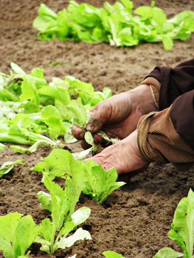 Quảng Nam tưng bừng lễ hội cầu bông  - 15