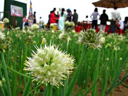 Quảng Nam tưng bừng lễ hội cầu bông  - 1