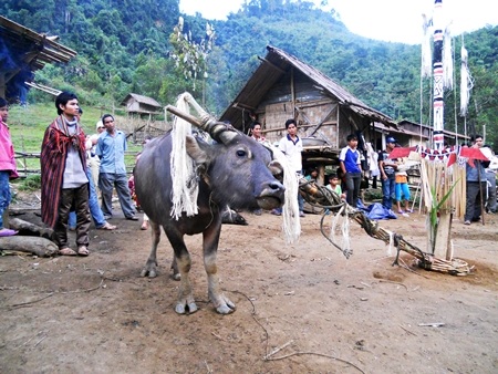 Tưng bừng mùa hội đâm trâu