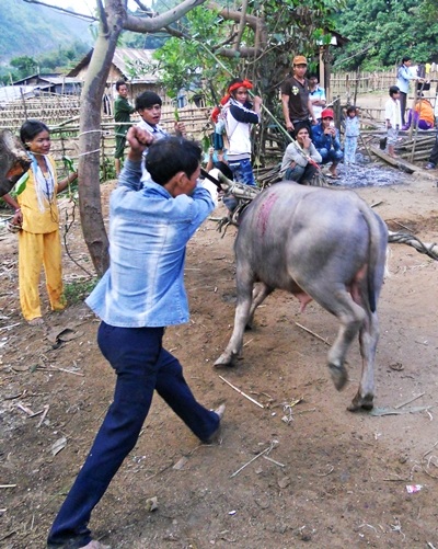 Tưng bừng mùa hội đâm trâu