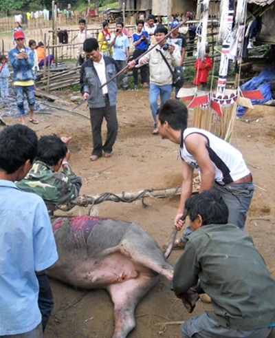 Tưng bừng mùa hội đâm trâu