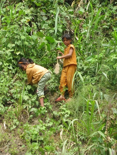 Bỏ học hái đót mưu sinh