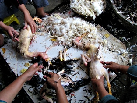 Bẩn ghê người cảnh giết mổ gia cầm tại chợ