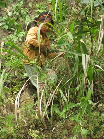 Bỏ học hái đót mưu sinh