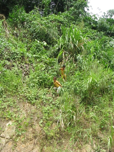 Bỏ học hái đót mưu sinh