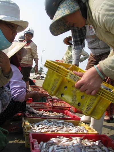 Tảo tần “hậu phương” nghề cá