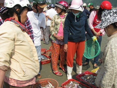 phân loại hải sản và chia bán cho những mối quen thu mua hải sản về bỏ cho các chợ