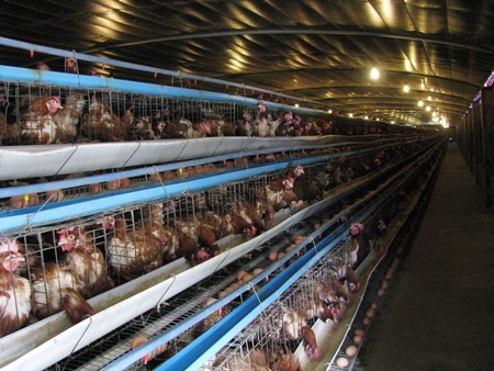 Đà Nẵng tăng cường tiêm phòng vắcxin phòng dịch cúm gia cầm