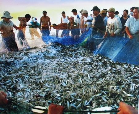 Được mùa cá nục - Ngô Minh Đức