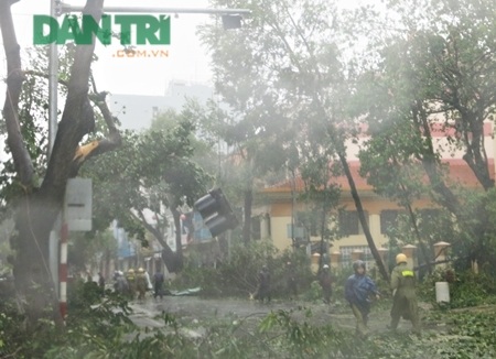 Bão Nari làm “bật gốc” thực trạng trồng cây xanh ở Đà Nẵng