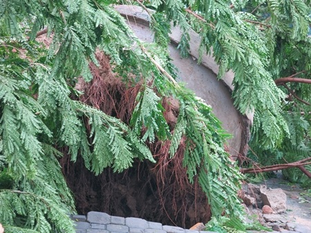 Một bộ rễ cây quá ngắn và nông, không đủ giữ chân cây trong bão.