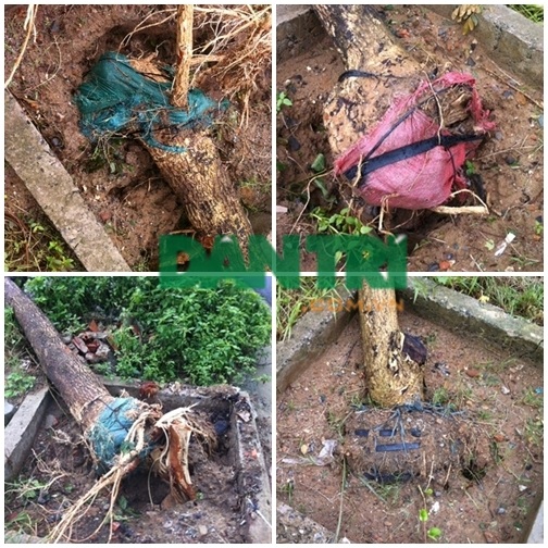 Nhiều cây xanh bị bão đánh bật gốc ở Đà Nẵng lộ cách trồng ẩu, không đúng kỹ thuật