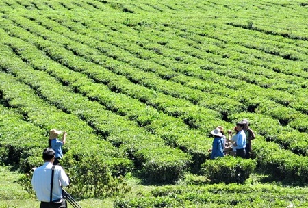 Một góc nông trường Quyết Thắng