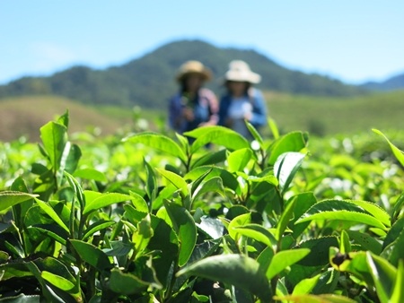 Sắc xanh của những đồi chè Trung Man