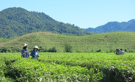 Những đồi chè thoai thoải phủ xanh núi rừng