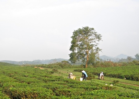 Những đồi chè thoai thoải phủ xanh núi rừng