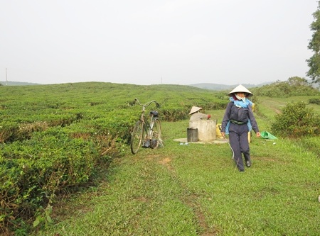 Chè Trung man được trồng quanh năm giữa tiết trời lý tưởng ở vùng cao
