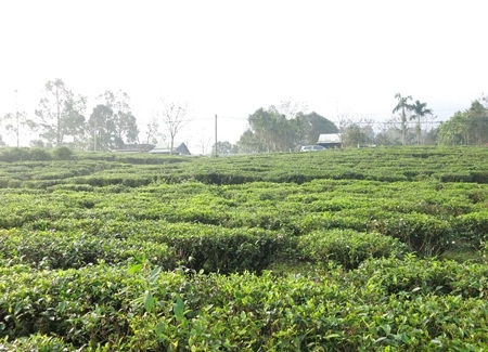 Những đồi chè thoai thoải phủ xanh núi rừng