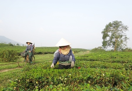 Chè Trung man được trồng quanh năm giữa tiết trời lý tưởng ở vùng cao