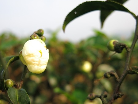 Trúng vụ, du khách sẽ được ngắm những đóa hoa chè trắng tinh khôi giữa những mầm chè xanh mơn mởn