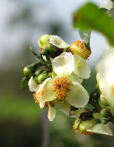 Trúng vụ, du khách sẽ được ngắm những đóa hoa chè trắng tinh khôi giữa những mầm chè xanh mơn mởn