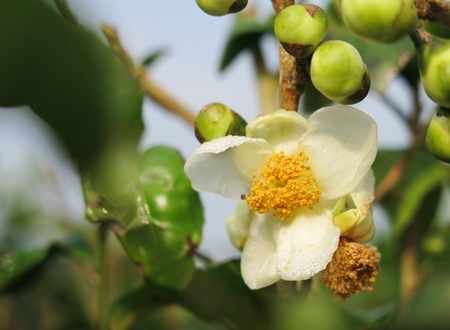 Trúng vụ, du khách sẽ được ngắm những đóa hoa chè trắng tinh khôi giữa những mầm chè xanh mơn mởn