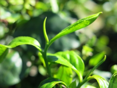 Trúng vụ, du khách sẽ được ngắm những đóa hoa chè trắng tinh khôi giữa những mầm chè xanh mơn mởn