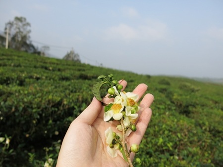 Trúng vụ, du khách sẽ được ngắm những đóa hoa chè trắng tinh khôi giữa những mầm chè xanh mơn mởn