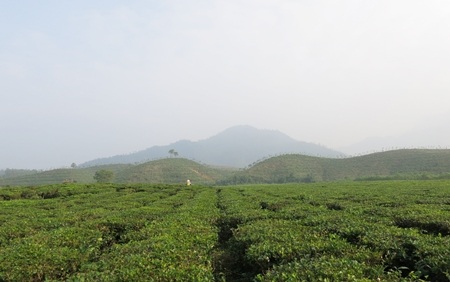 Những đồi chè thoai thoải phủ xanh núi rừng