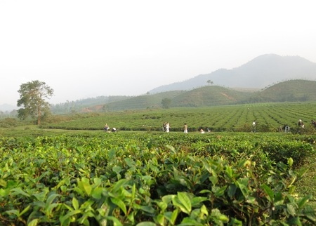 Những đồi chè thoai thoải phủ xanh núi rừng